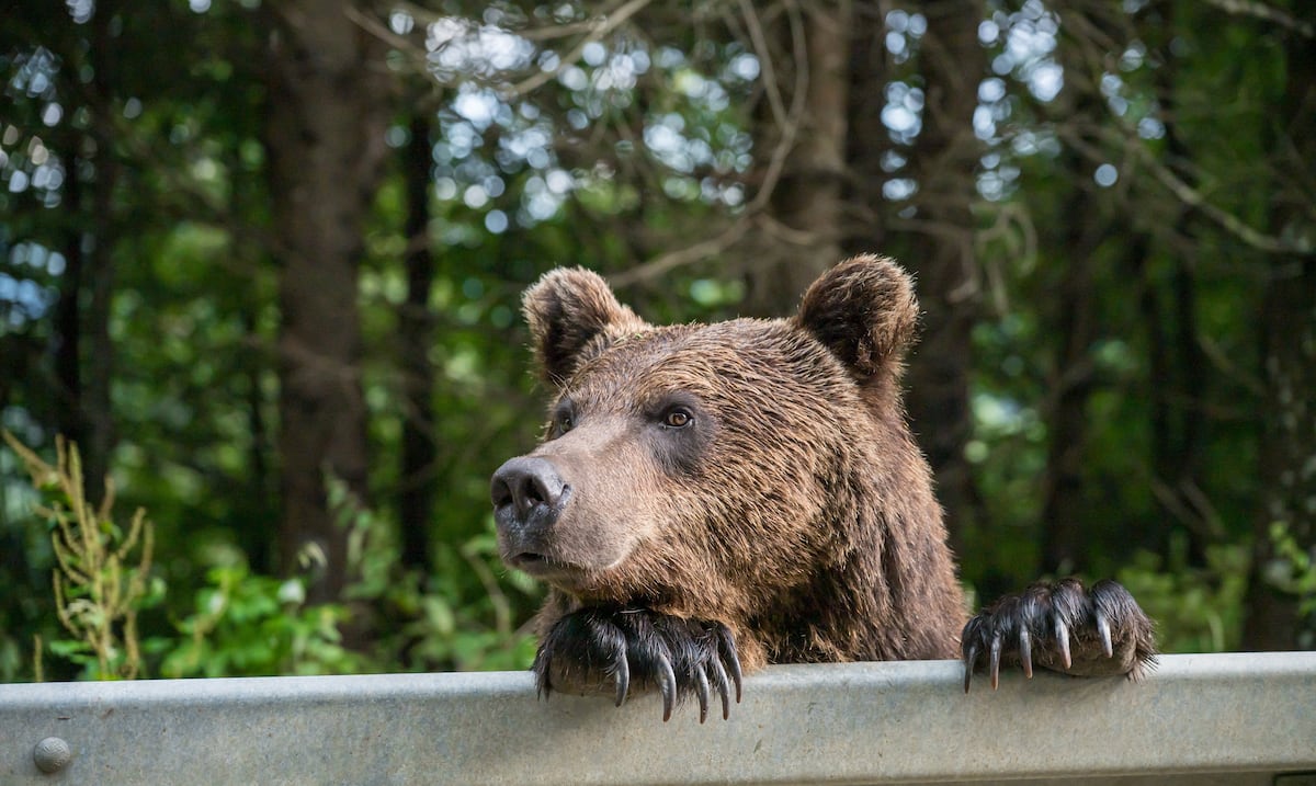 Osos siembran el terror en Japón: despliegan militares ante ataques que han dejado 22 muertos