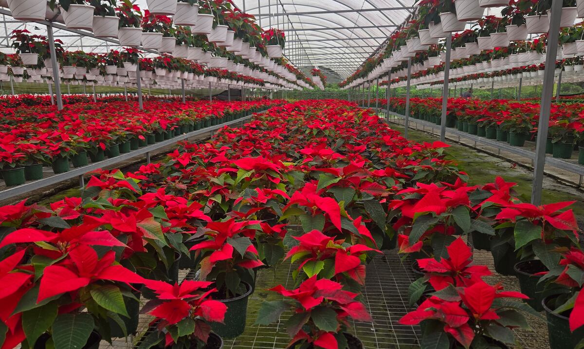 Las venta de pascuas genera ganancias millonarias para la pymes