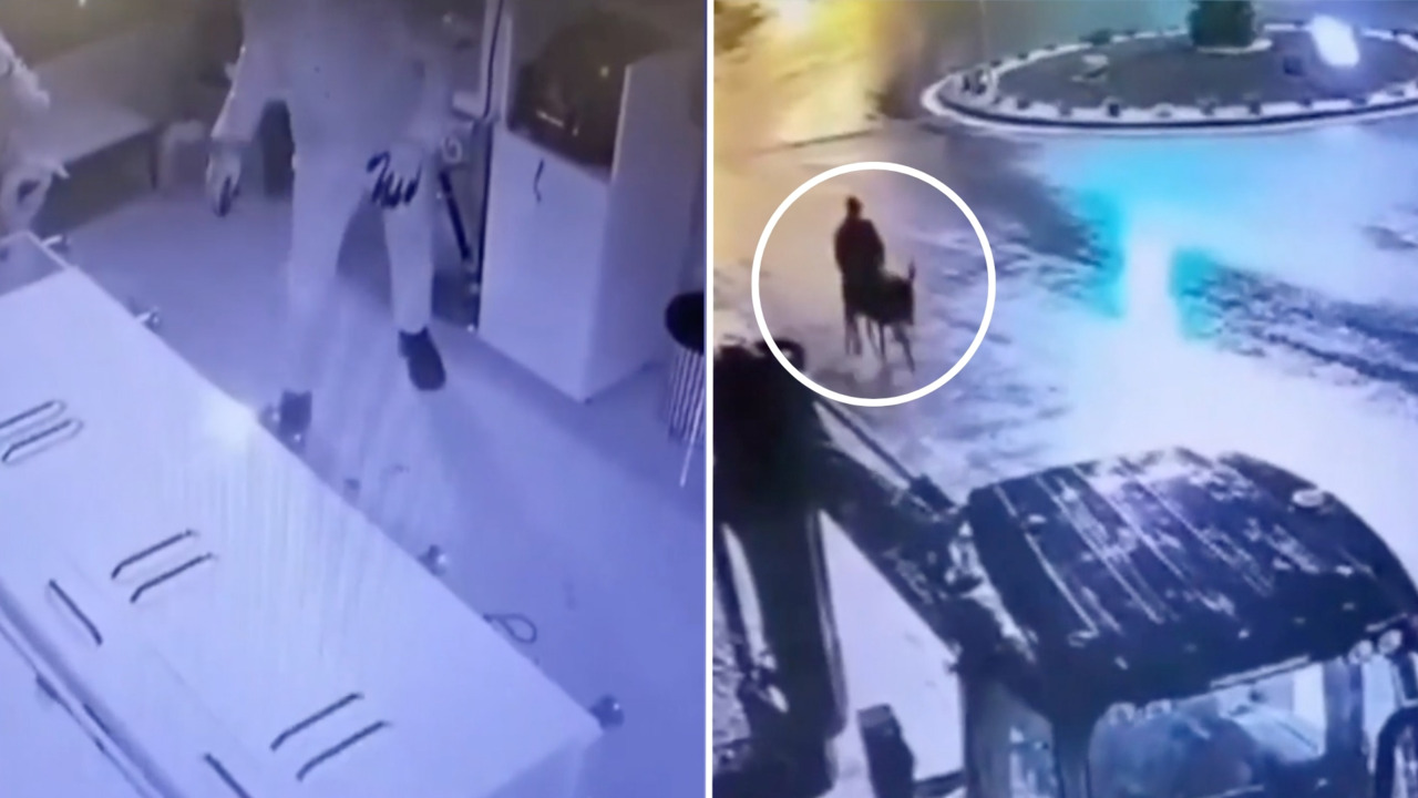 Pillo huye en un burro: esto fue lo que robó