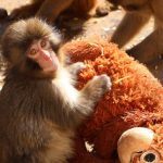 Punch: mono abandonado que, junto a su inseparable peluche, conquista Japón y las redes sociales