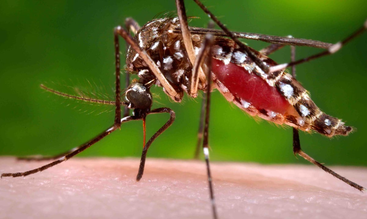 Opinión | Alas invisibles