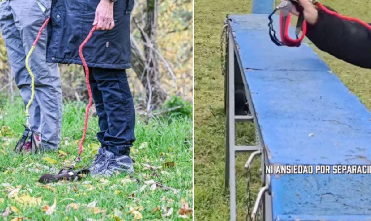 De los Therians al “Hobby Dogging”: gente que pasea a perros invisibles