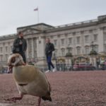 De la muerte de Lady Diana hasta el arresto de Andrew: un repaso a los escándalos de la realeza británica