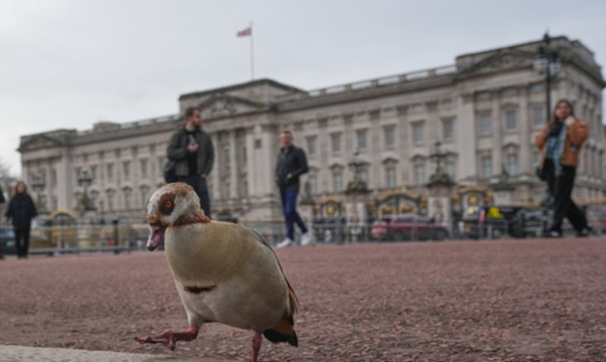 De la muerte de Lady Diana hasta el arresto de Andrew: un repaso a los escándalos de la realeza británica
