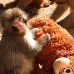 Boricuas arrasan con el inseparable peluche anaranjado del mono Punch