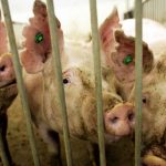 Buscan evitar que en Puerto Rico haya Navidades sin lechón