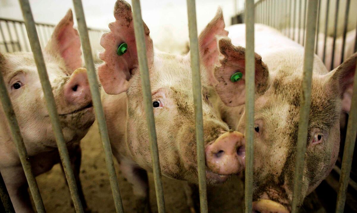 Buscan evitar que en Puerto Rico haya Navidades sin lechón