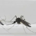 Así se puede ahuyentar fácilmente los mosquitos de tu casa: el consejo que no falla