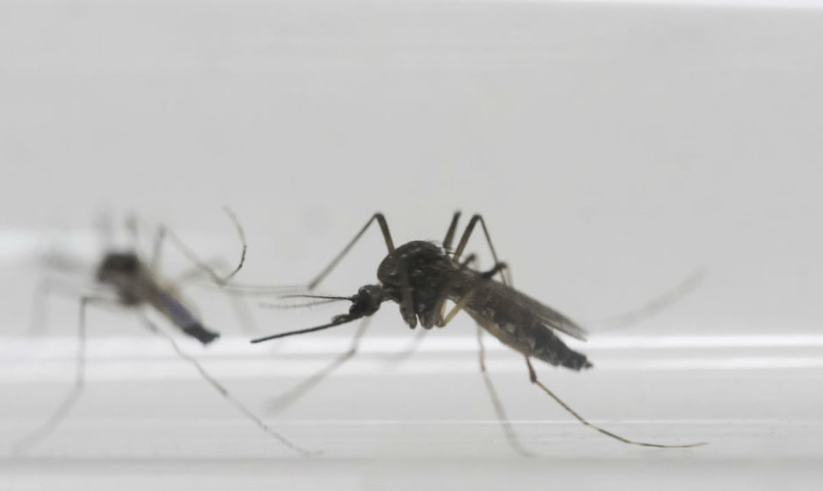 Así se puede ahuyentar fácilmente los mosquitos de tu casa: el consejo que no falla