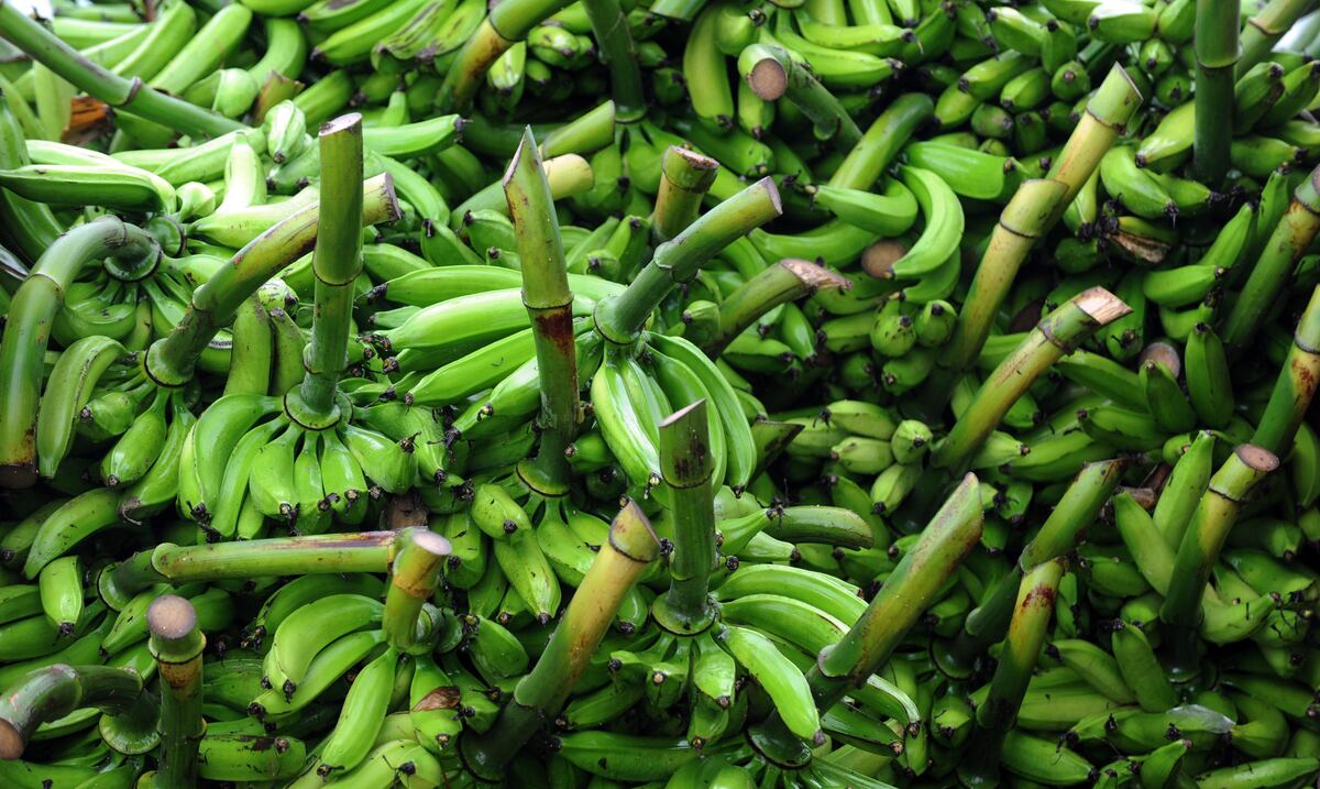 Agricultura detiene vagón de plátanos importados que se usarían para elaborar platanutres