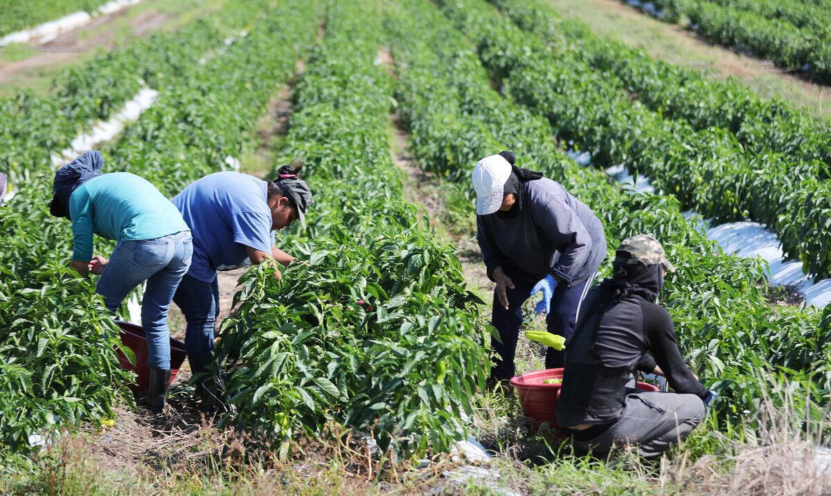 Unos 8,000 agricultores están a riesgo de dejar de recibir subsidios e incentivos el próximo año fiscal