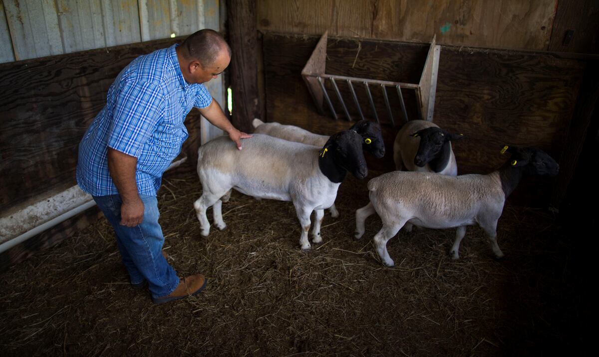 Aprisco Sunem apunta al nicho de la carne de cordero