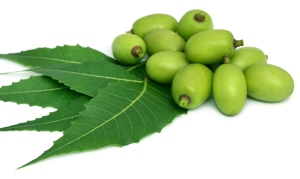 ¿Qué es el neem y para qué sirve?