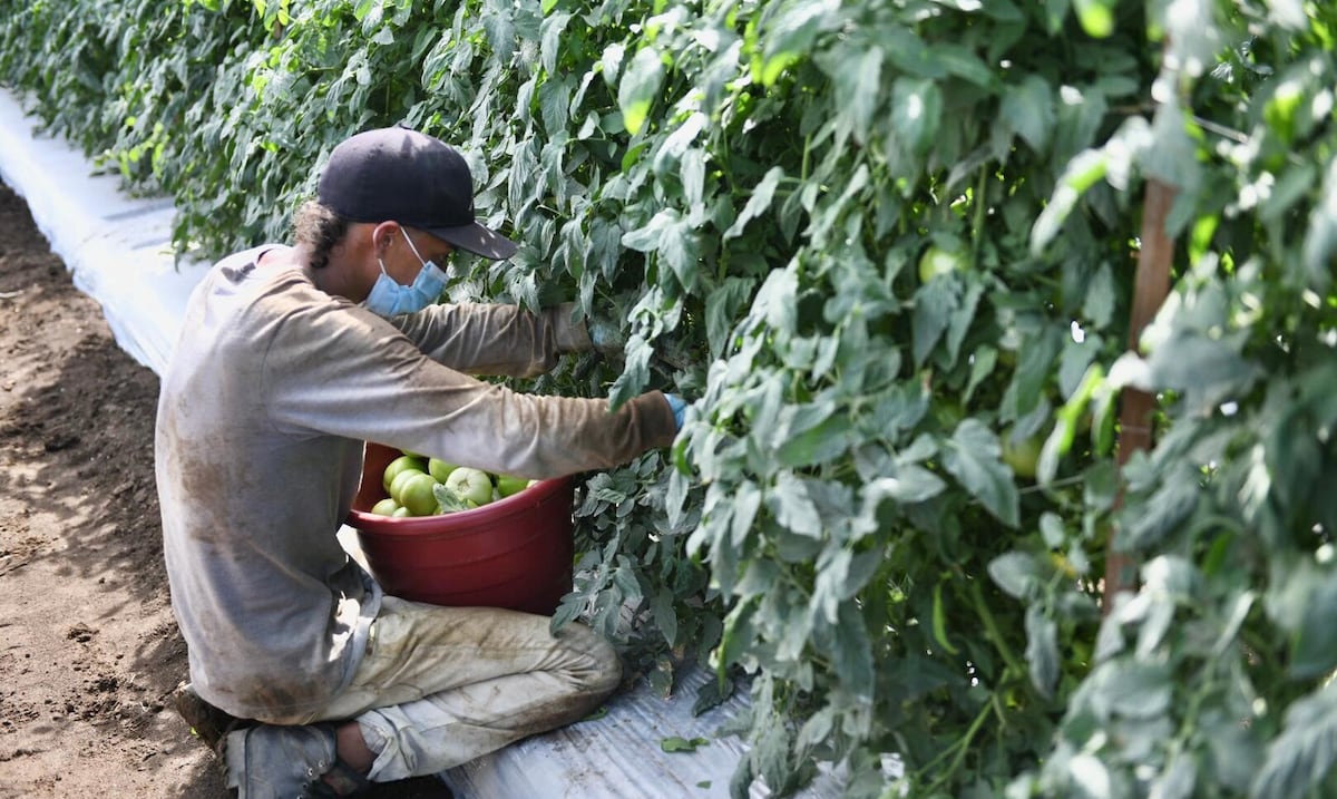 Buscan reclutar 300 recogedores de tomates para trabajar en una finca en Santa Isabel