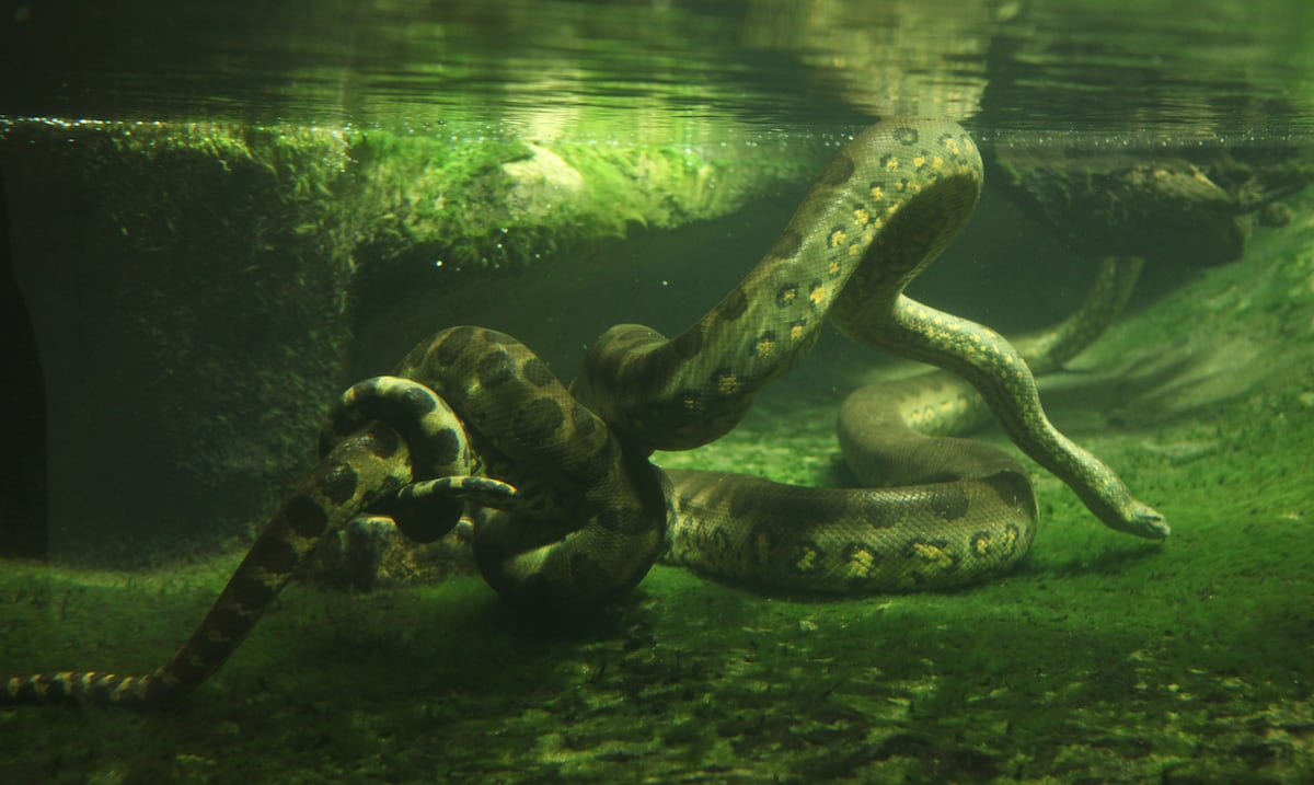 ¡Escalofriante! Hallan anacondas y un caimán ocultos tras una pared falsa en una casa en Italia