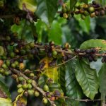 Agricultura estima que entre 5% y 10% de la cosecha de café se perderá por nueva versión de antracnosis