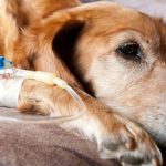Cáncer en perros y gatos: cómo reconocer los tipos más comunes y detectarlos a tiempo
