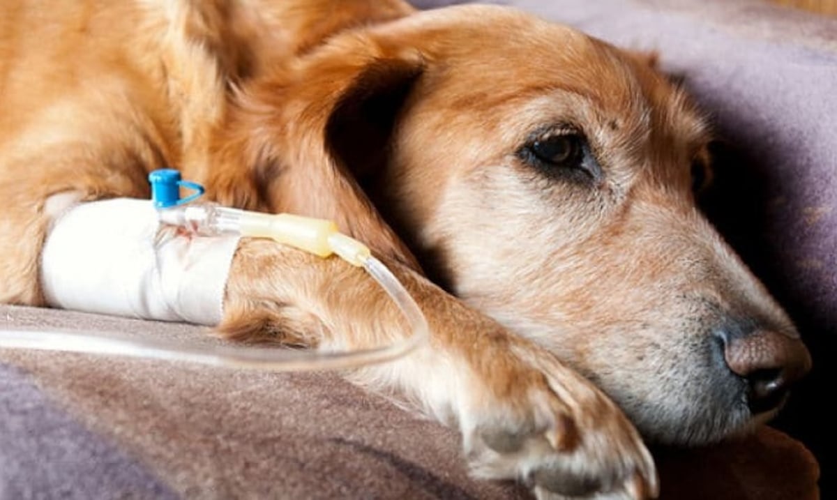 Cáncer en perros y gatos: cómo reconocer los tipos más comunes y detectarlos a tiempo