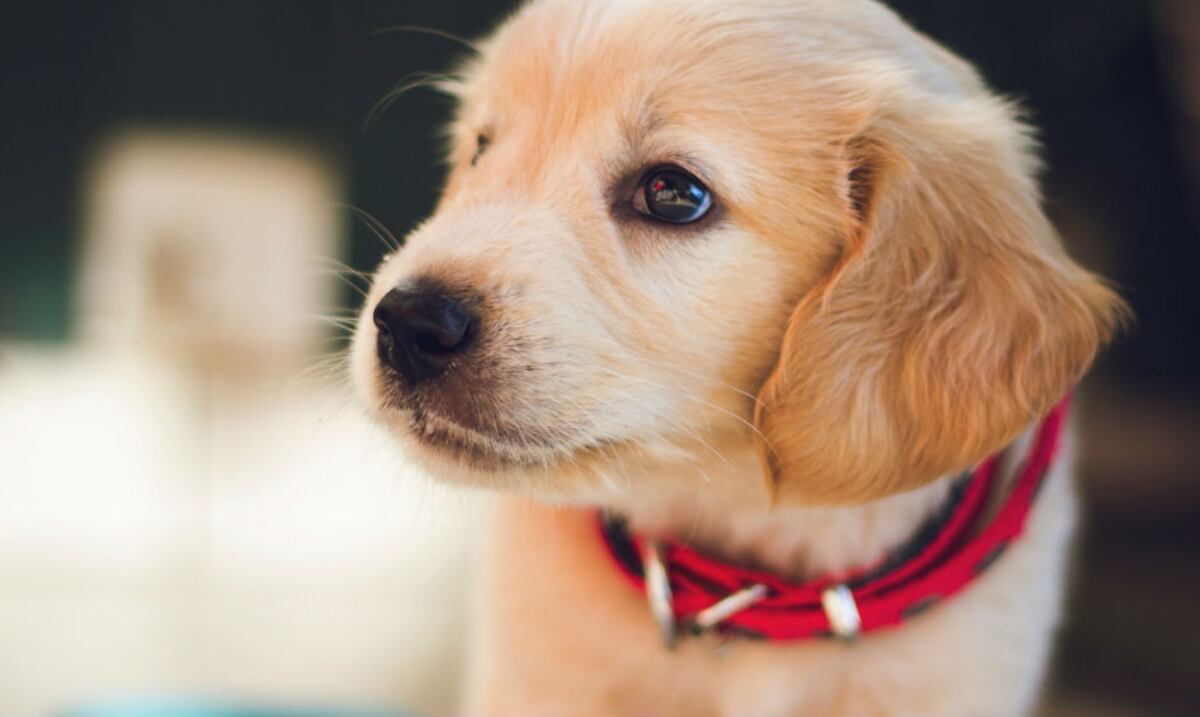 Cuida a tu mascota con aceite de coco y mejora su salud