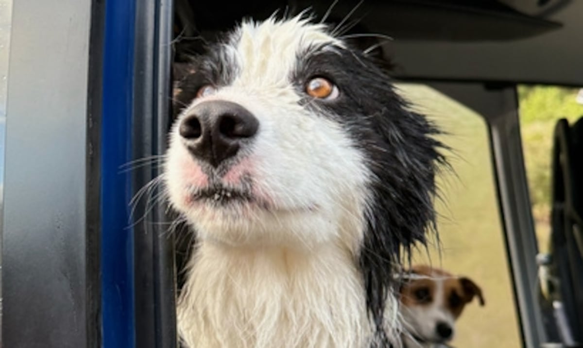 Rescatan a una border collie que pasó una semana perdida en un bosque de Nueva Zelanda