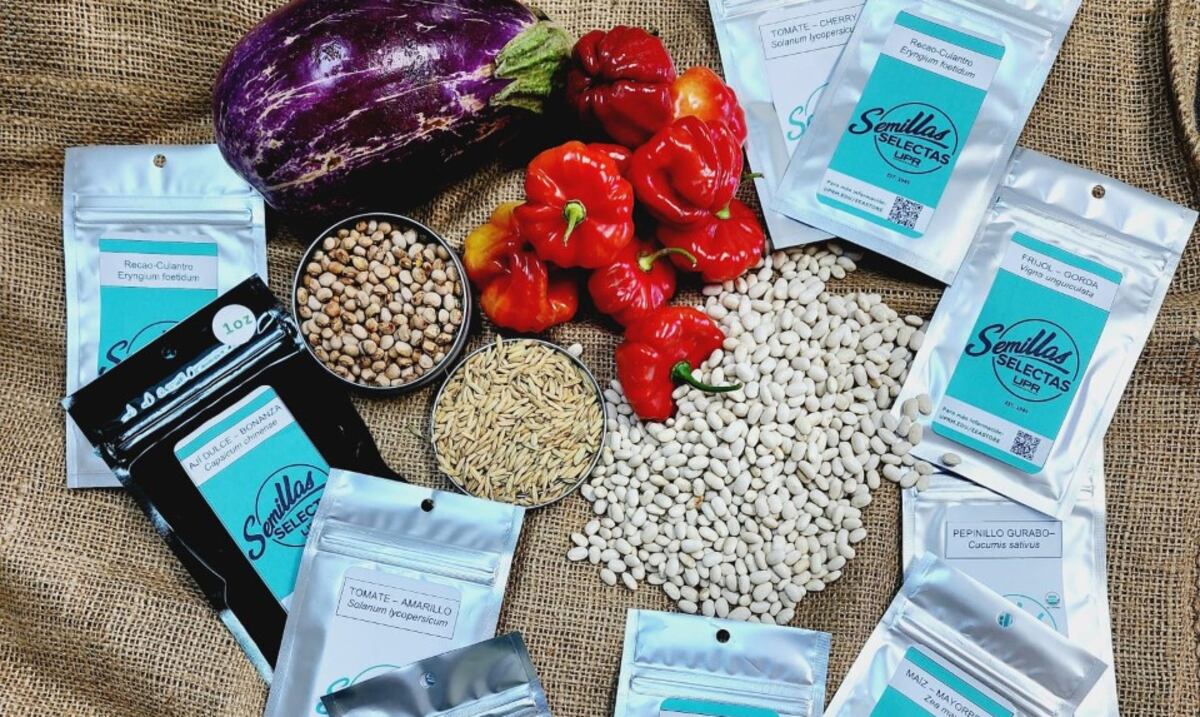 UPR impulsa la seguridad alimentaria mediante la venta de semillas del agro local