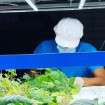 Fusion Farms germina desde Mayagüez cultivos acuapónicos para robustecer la seguridad alimentaria