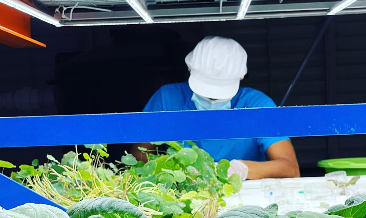 Fusion Farms germina desde Mayagüez cultivos acuapónicos para robustecer la seguridad alimentaria