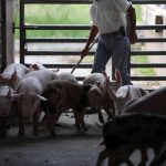 Crece a buen ritmo la producción de cerdo local