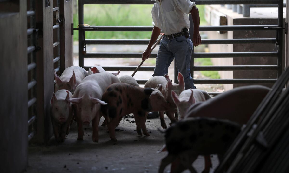 Crece a buen ritmo la producción de cerdo local
