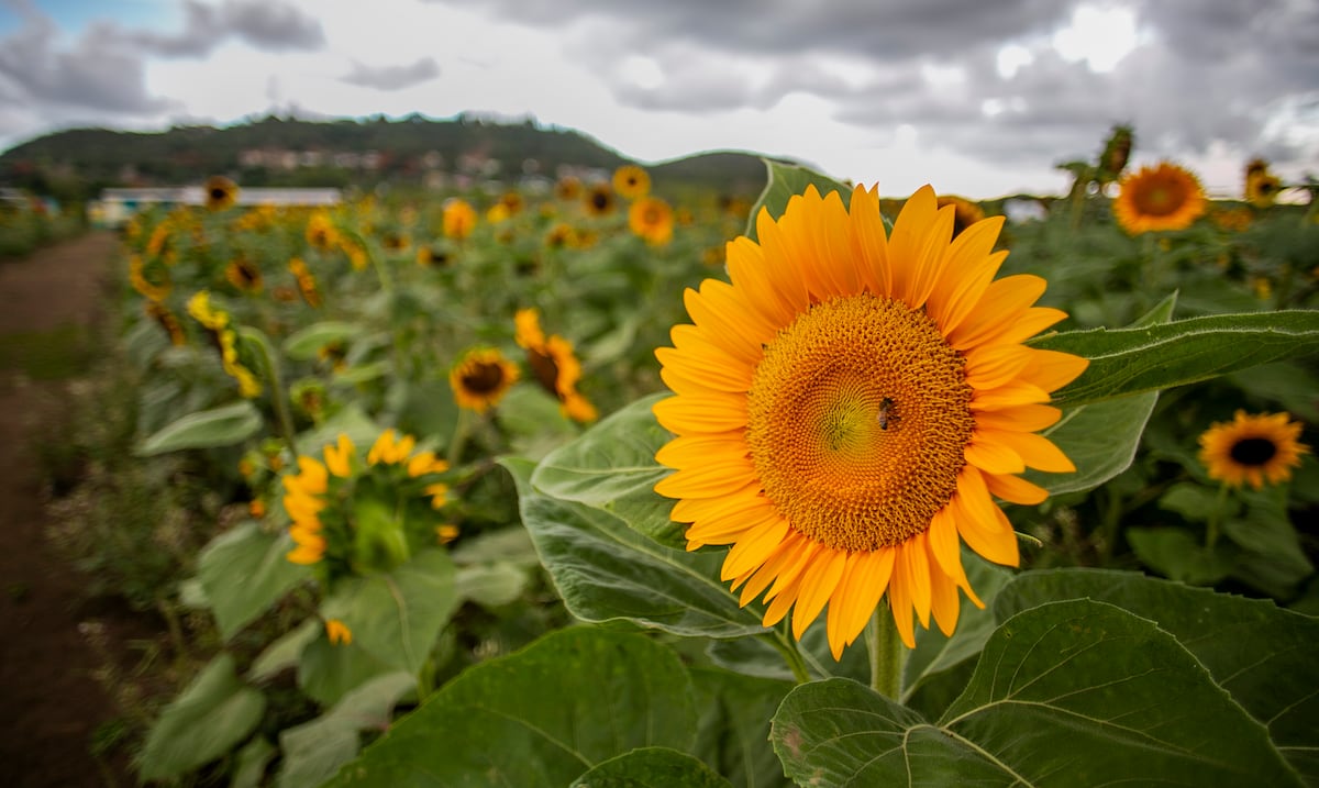 Se necesitan manos para el cultivo de girasoles en Guánica