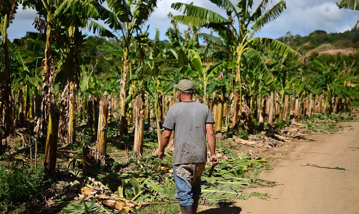 A medio camino la recuperación del agro