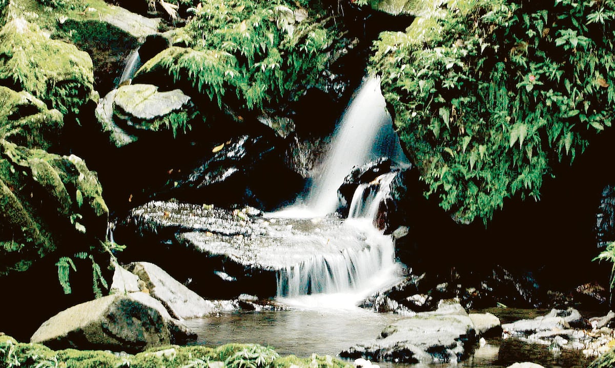 Opinión | Biodiversidad que se investiga, recursos que se protegen