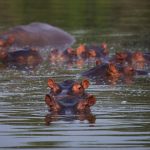 ¿Cómo se les hará la eutanasia a los hipopótamos de Pablo Escobar? Lo que explican las autoridades colombianas