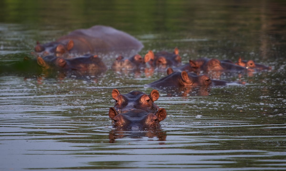 ¿Cómo se les hará la eutanasia a los hipopótamos de Pablo Escobar? Lo que explican las autoridades colombianas