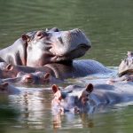 Colombia hará eutanasia a unos 80 hipopótamos de Pablo Escobar: conoce la razón