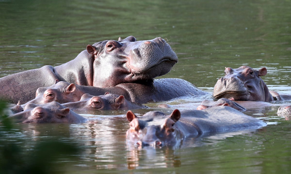 Colombia hará eutanasia a unos 80 hipopótamos de Pablo Escobar: conoce la razón