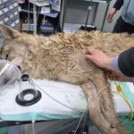 Alivio en Corea del Sur: capturan a lobo que escapó del zoológico