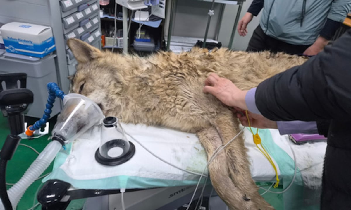 Alivio en Corea del Sur: capturan a lobo que escapó del zoológico
