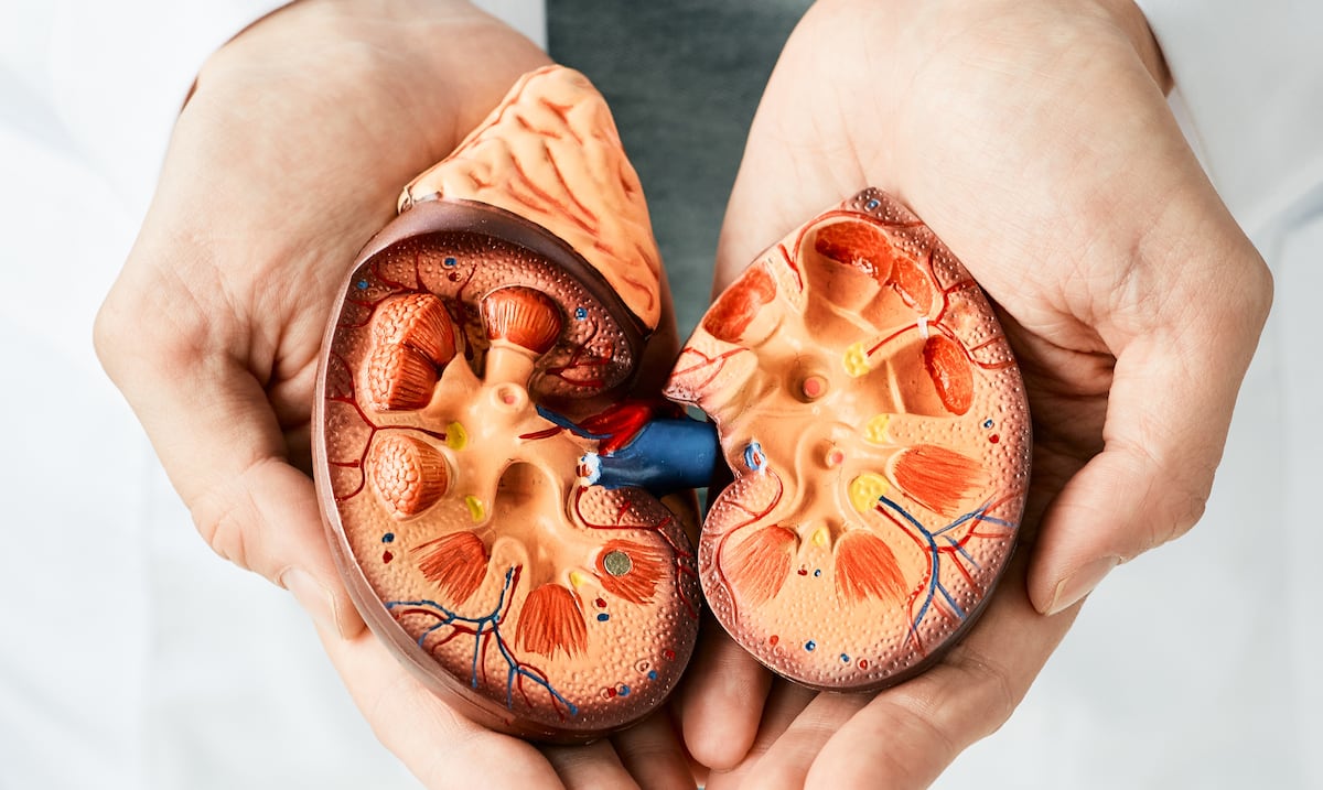 Siete recomendaciones para cuidar tus riñones y prevenir enfermedades renales