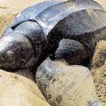 “Sin fundamento y engañosas”: Coalición del CEN desmiente al presidente de la Asociación de Constructores