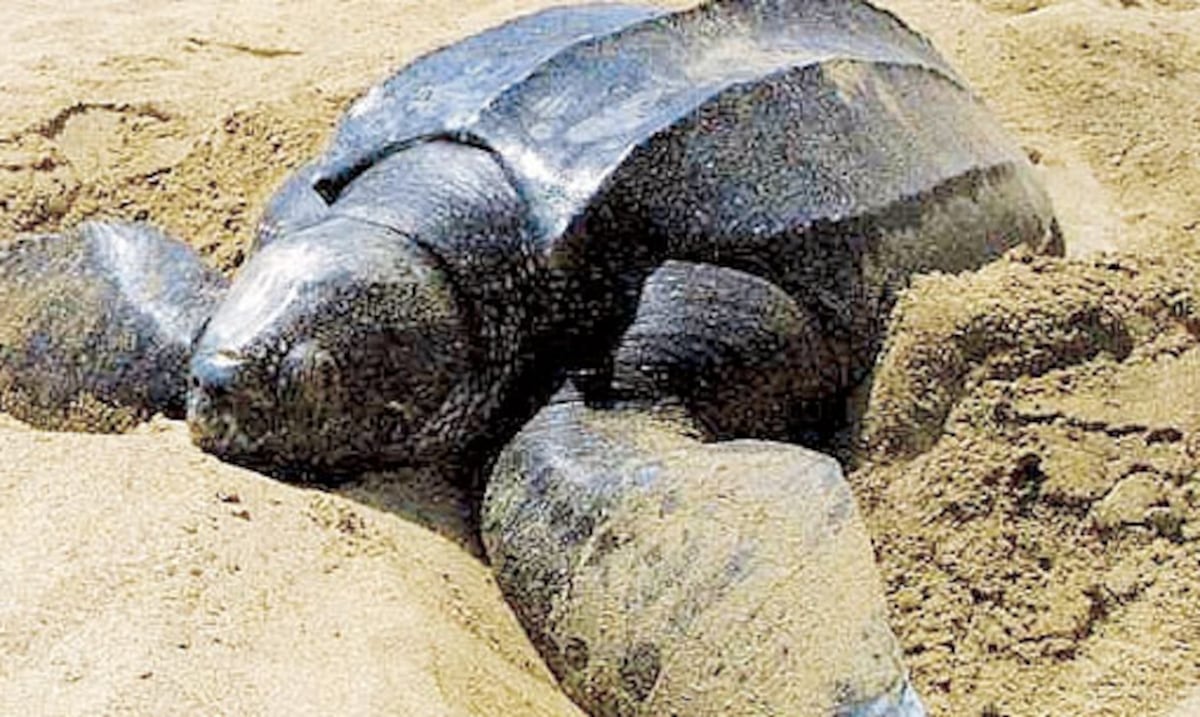 “Sin fundamento y engañosas”: Coalición del CEN desmiente al presidente de la Asociación de Constructores