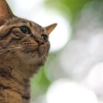 ¿Le hablas como a un bebé a tu gato? Un veterinario explica si es beneficioso