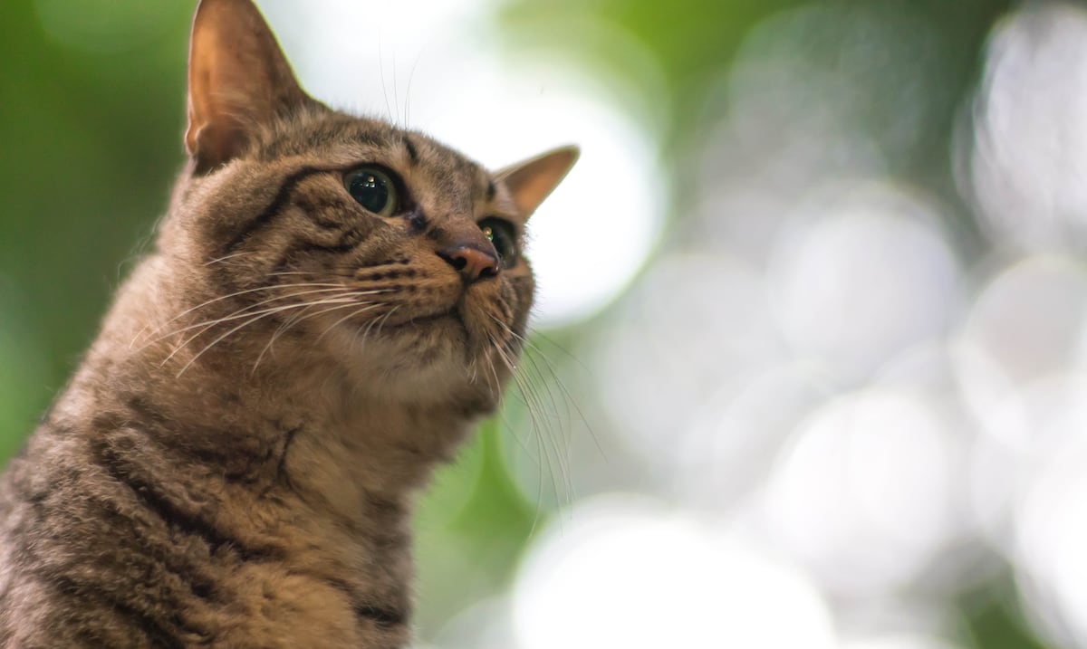 ¿Le hablas como a un bebé a tu gato? Un veterinario explica si es beneficioso