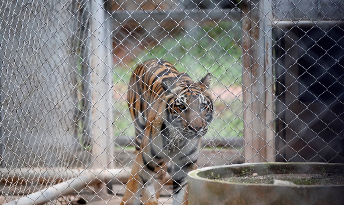 ¡Qué susto!: un tigre salta hacia el público durante un espectáculo de circo en Rusia
