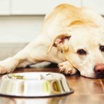 Trastornos gastrointestinales en mascotas: señales que no deben ignorarse y cómo proteger su salud digestiva