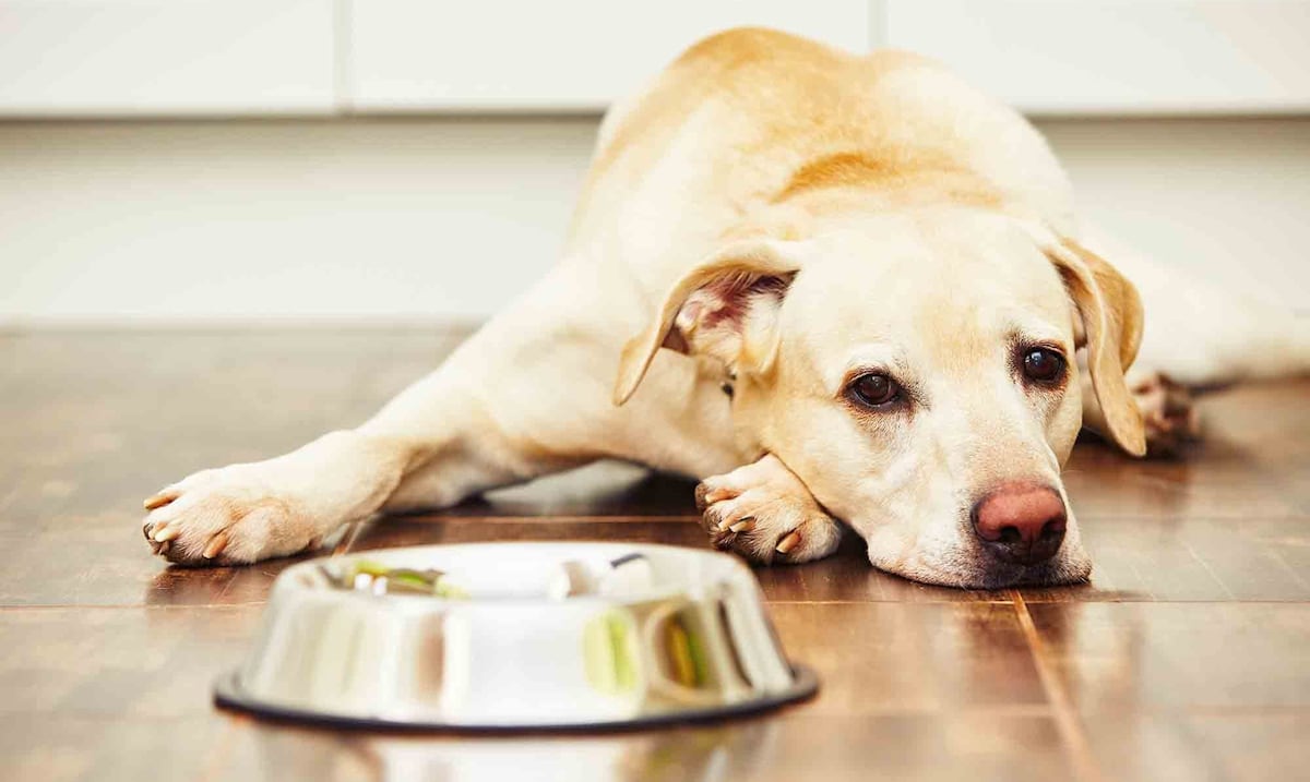Trastornos gastrointestinales en mascotas: señales que no deben ignorarse y cómo proteger su salud digestiva