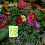 Día de las Madres: los colores de flores que deberías evitar regalar este domingo