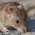 ¿Es grave el hantavirus?