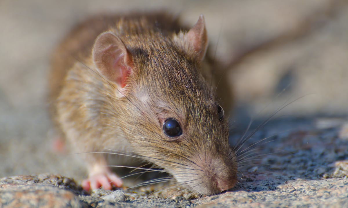 ¿Es grave el hantavirus?