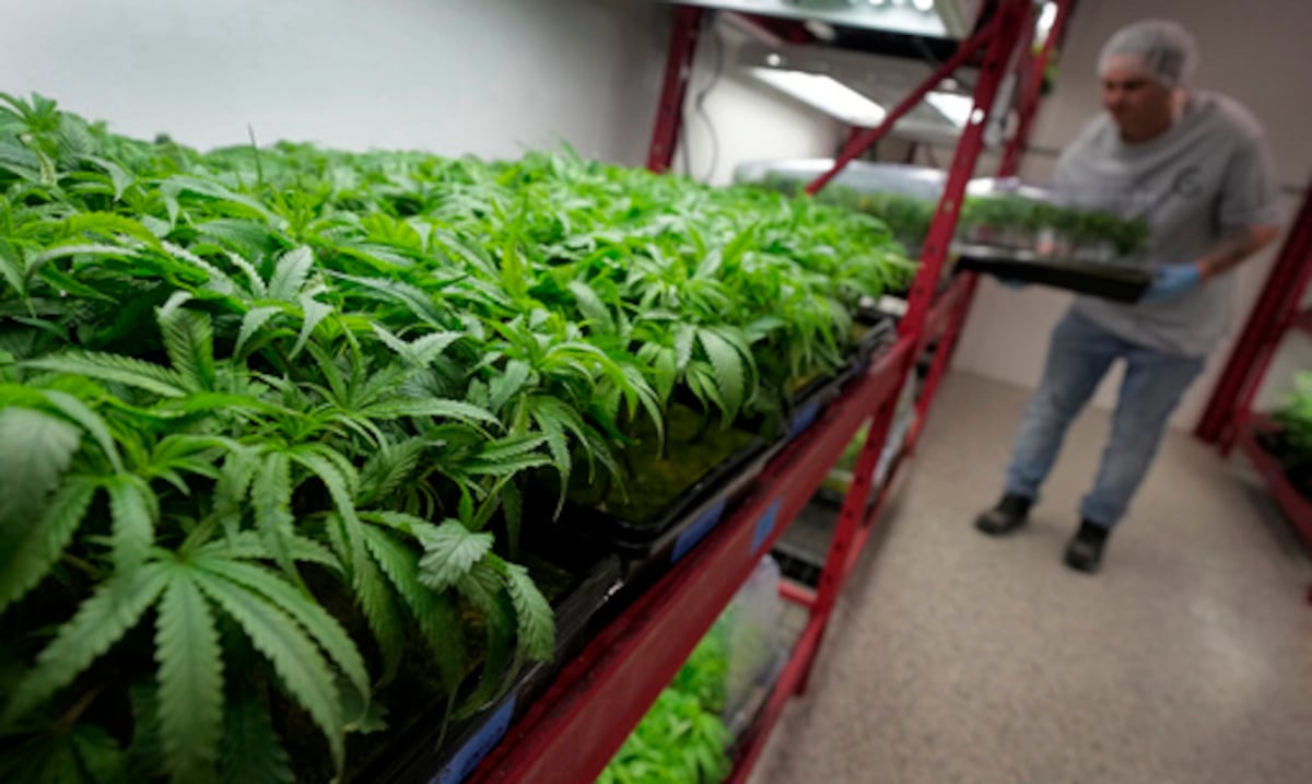 Opinión | Cannabis medicinal: regular no es suficiente, hay que comprender la industria